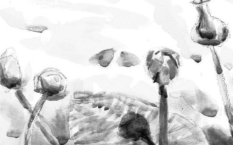 Sedacrivity - Art of Sedas